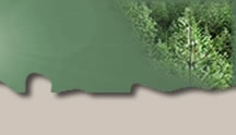 Summitt Forests Inc. - Forestry Contracting