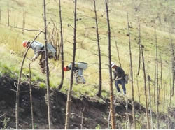 gopher baiting